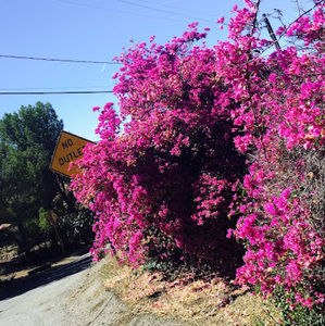 Meet your Posher, Sidney